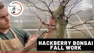 Hackberry Bonsai Fall work  The Bonsai Supply [upl. by Ginnie562]