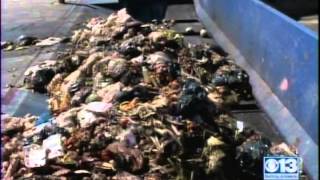 CleanWorlds Sacramento BioDigester Turning Food Waste Into Energy [upl. by Yelrebma]