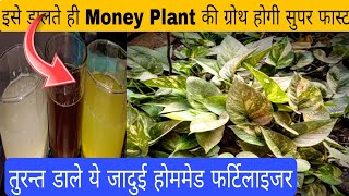 जादुई होममेड फर्टिलाइजर से मनी प्लांट की ग्रोथ होगी सुपर फास्ट  Money Plant  homemade fertilizer [upl. by Jaime]