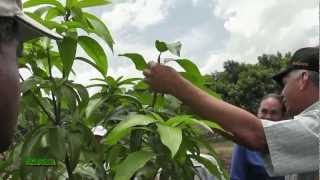 Plantacion de Mango  Famosa Agricola  Prt 2 de 2 [upl. by Retsbew]