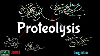 Proteolysis  Proteolytic Degradation  Zymogen Activation  Proteolytic Cleavage [upl. by Dielu719]