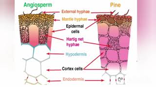 MycorrhizaeEctomycorrhizaeEndomycorrhizaeEctendomycorrhizaeVAM [upl. by Feliks]