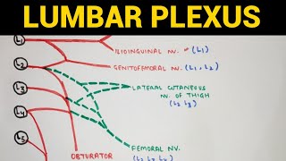 Lumbar Plexus  Lower Limb Anatomy [upl. by Carly]