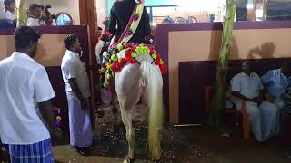 KPS DANCING HORSE MADUKKUR FUNCTION [upl. by Oulman]