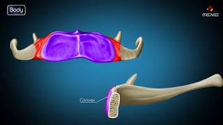 Hyoid bone osteology  Gross anatomy  Attachments  Movements  Clinical significance  USMLE [upl. by Hagan]