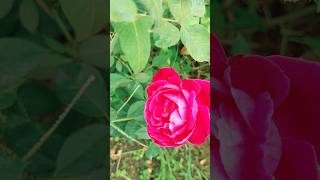 Beautiful red flowerkonsa flower hai comment kre ytshort flowers shortsfeed viraltrend nature [upl. by Calderon]