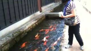 Japan  Hida Furukawa  Seto river canal and carps 1 [upl. by Adamski]