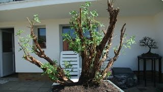 Potentilla fruticosa Bonsai  Shrubby Cinquefoil Potentilla Tundra Rose [upl. by Marela]