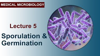 Lecture 5  Sporulation and Germination [upl. by Analim]