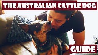 The definitive Introduction to the Australian Cattle Dog 101 heeler [upl. by Royd]