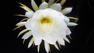 The Queen of the Night  Kadupul Flower Blossom Epiphyllum oxypetalum [upl. by Ddahc]