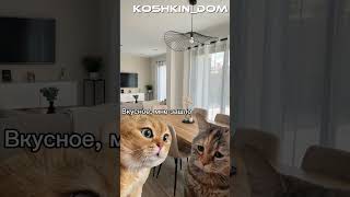 cat котик дуэт 🤣🤣🤣 [upl. by Cohdwell530]