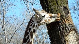 Closeup of a Giraffe chewing and trying to eat tree bark [upl. by Eilarol]