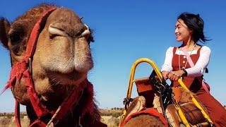 Uluru Camel Tours  Australia [upl. by Neeleuqcaj]