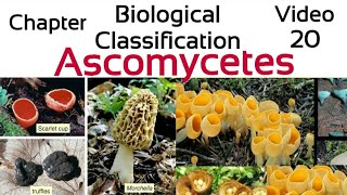 AscomycetesThe sac Fungi Ascospores Ascocarp penicilliumYeastmorchella trufflesclaviceps [upl. by Dinsmore]