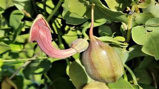 Para Que Sirve La Aristoloquia Bética Propiedades Aristolochia baetica [upl. by Roselane]