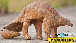 Pangolins  The most trafficked mammal on the planet [upl. by Josey]