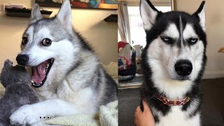 Husky is the best Comedian of all dogs [upl. by Nuavahs]