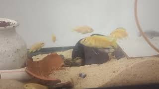 Yellow lab mbuna cichlids with kribensis cichlid [upl. by Natalia]