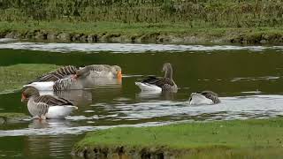 Greylag Geese at Llanfairechan [upl. by Dillie]