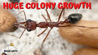 Bull ant colony update  Myrmecia brevinoda  Ant keeping [upl. by Lyndel]