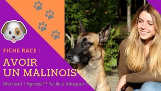 AVOIR UN MALINOIS  conseils UTILES et désillusions [upl. by Assilat714]