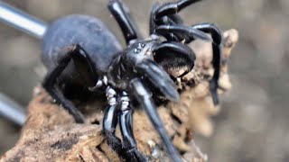 Unboxing Dangerous Funnel Web Spider [upl. by Laubin]