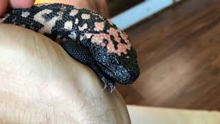 Two Gila Monsters to Compare [upl. by Ettolrahc665]