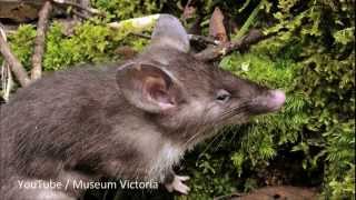 Scientists discover new rat species [upl. by Kynan]