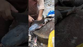 Amazing Goonch Catfish FojiKhagga Cutting Skills In Fish Market Lahore fishmarket fishcooking [upl. by Frasch474]