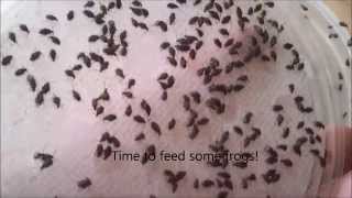 1000 bean beetles in 5 weeks [upl. by Piderit]