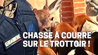 Un cerf traqué jusque devant le portail [upl. by Sillsby]