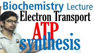 Electron transport chain and ATP synthesis [upl. by Mychal]