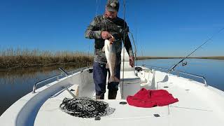 Redfish in the Pascagoula River Marsh Jan 2021 [upl. by Asirrom]