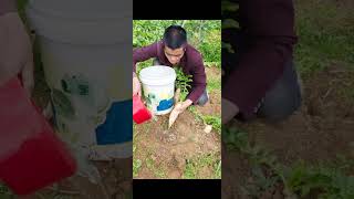 All the radishes are being watered consistently Md rayhan lifestyle 2024 funny funnyshorts funny [upl. by Orola]