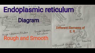 Endoplasmic reticulum  Rough and Smooth Endoplasmic reticulum  easy diagram [upl. by Areht]