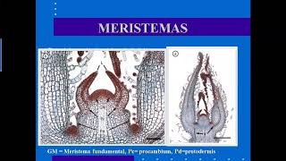 B0111 UCR Meristemas y Tejidos [upl. by Aitercal]