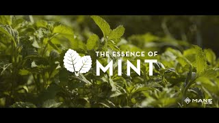 The Essence of MInt [upl. by Neumann300]