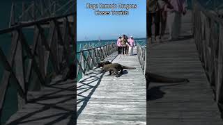 Huge Komodo Dragons Chases Tourists [upl. by Rida]