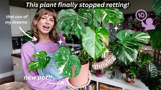 monstera thai constellation repotting  update 🙆‍♀️ [upl. by Iniffit]