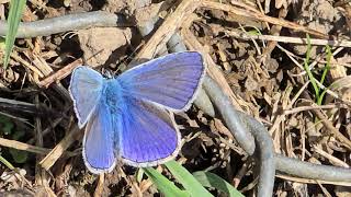 20240918 LJUBLJANA Prule LEPIDOPTERA Metuljček [upl. by Merras]