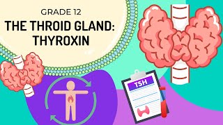 INTRO to THYROXIN  How the body regulates metabolism via TSH and Thyroxin [upl. by Aelegna]