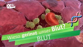 Blutgerinnung  alpha Lernen erklärt Biologie [upl. by Bowie]