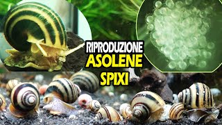 La RIPRODUZIONE dellASOLENE SPIXI Ampullaria zebra [upl. by Sirama]