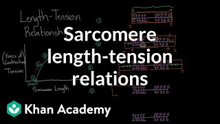 Sarcomere lengthtension relationship  Circulatory system physiology  NCLEXRN  Khan Academy [upl. by Nasya]