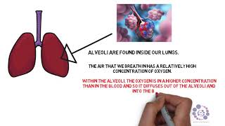 Diffusion in the lungs with voice over [upl. by Martine]