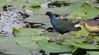 Purple Gallinule in the Everglades 202312 [upl. by Ellyn754]