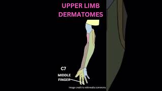 Upper limb dermatomes [upl. by Anaihsat]