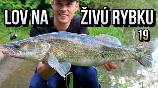 Lov na rybku 🎣 Zubáča Candáta a Šťuky Štiky na živú rybku 19 🌞🐋 Rybárske Videá s Demexom [upl. by Aihsel]