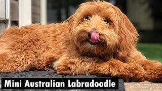 Mini Australian Labradoodle – The Cutest Doodle Out There  Labradoodle Breeds [upl. by Auhel]